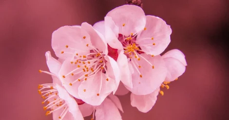 Close-up of Cherry Blossom flowers against a mauve background.