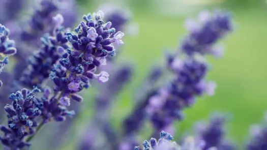 A selective focus close-up on lavender flowers.