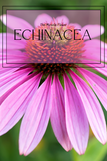 A picture of a bright pink Echinacea flower in the background. In the foreground, the text reads: "The Miracle Flower: Echinacea."