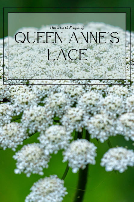 A picture of Queen Anne's Lace is in the background, while in the foreground, the text reads: "The Secret Magic of Queen Anne's Lace."