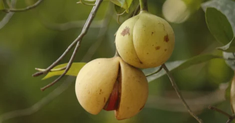 Two nutmeg fruit, one split open, hanging from a tree.