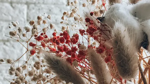 Dried red and white baby's breath flowers near stalks of cotton.