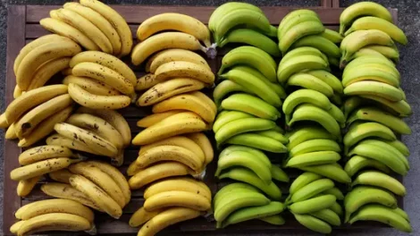 Bunches of yellow and green bananas.