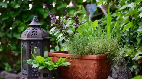 Thyme and basil in a rectangular potter near a lantern outdoors.