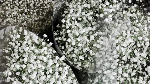 Bouquets of white baby's breath flowers wrapped in cellophane.