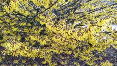 Many witch hazel flowers blooming on a tree.