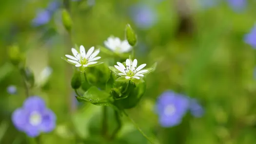 A close-up of chickweed flowers with purple flowers blooming in the background.