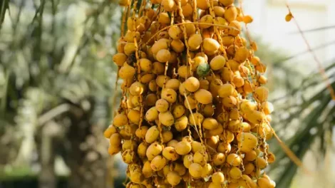 Date palm fruit hanging from branches.