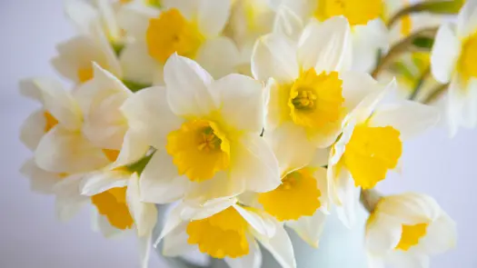 White daffodil flowers.