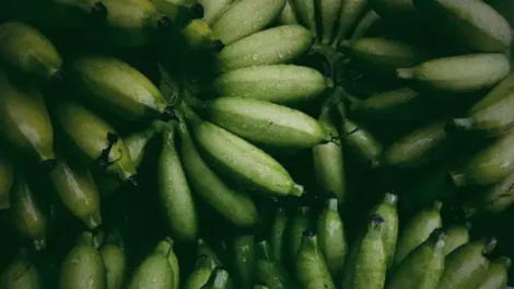 Bunches of moistened green bananas.