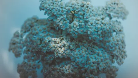 Yarrow flowers under a blue-hued filter.
