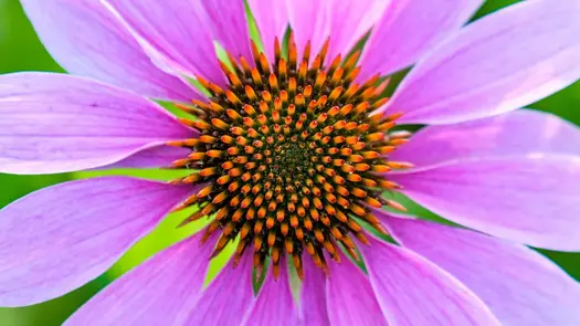 Close-up of an electric pink coneflower.