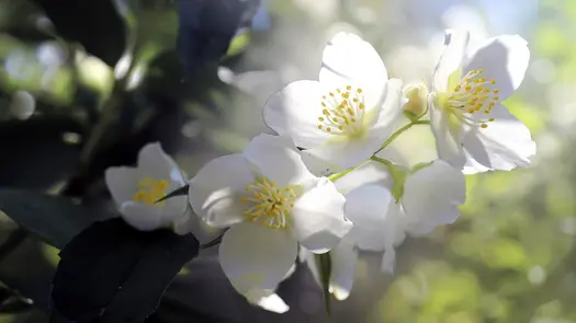 White jasmine flowers in sunlight.