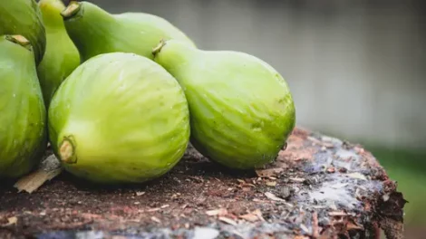 Green figs on a brown stump.