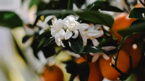 A close-up of orange blossoms and orange fruit.