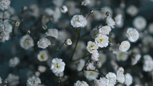 Close-up of white baby's breath flowers.