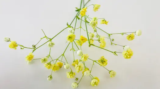 Sprigs of yellow baby's breath flowers.