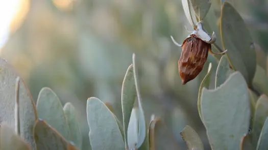 Close-up of a jojoba seed hanging from the plant.