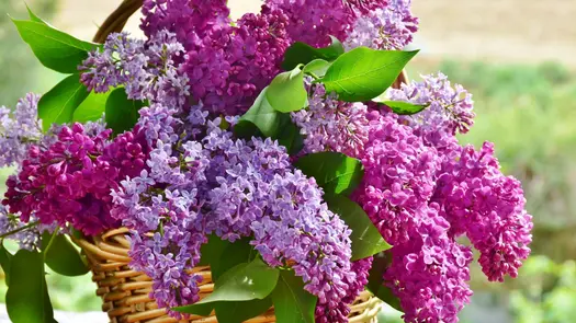 Pink and purple lilac flowers in a basket under bright sunlight.