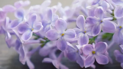 Close-up of pastel purple lilac flowers.