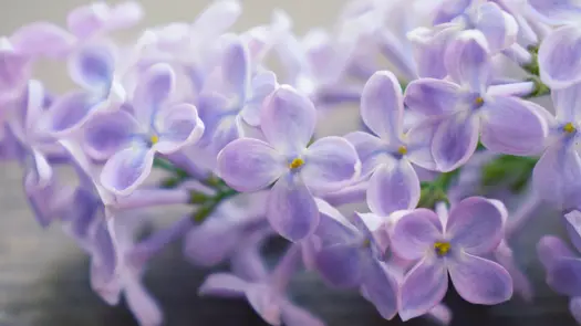 Close-up of pastel purple lilac flowers.