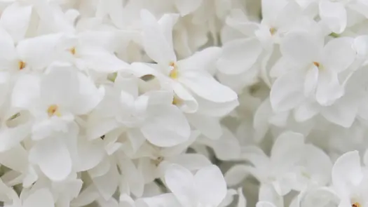 A close-up view of white lilac flowers.
