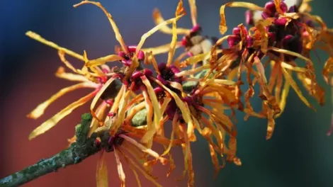 Orange-yellow witch hazel blooms on a branch.