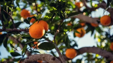 Ripe orange fruit on an orange tree.