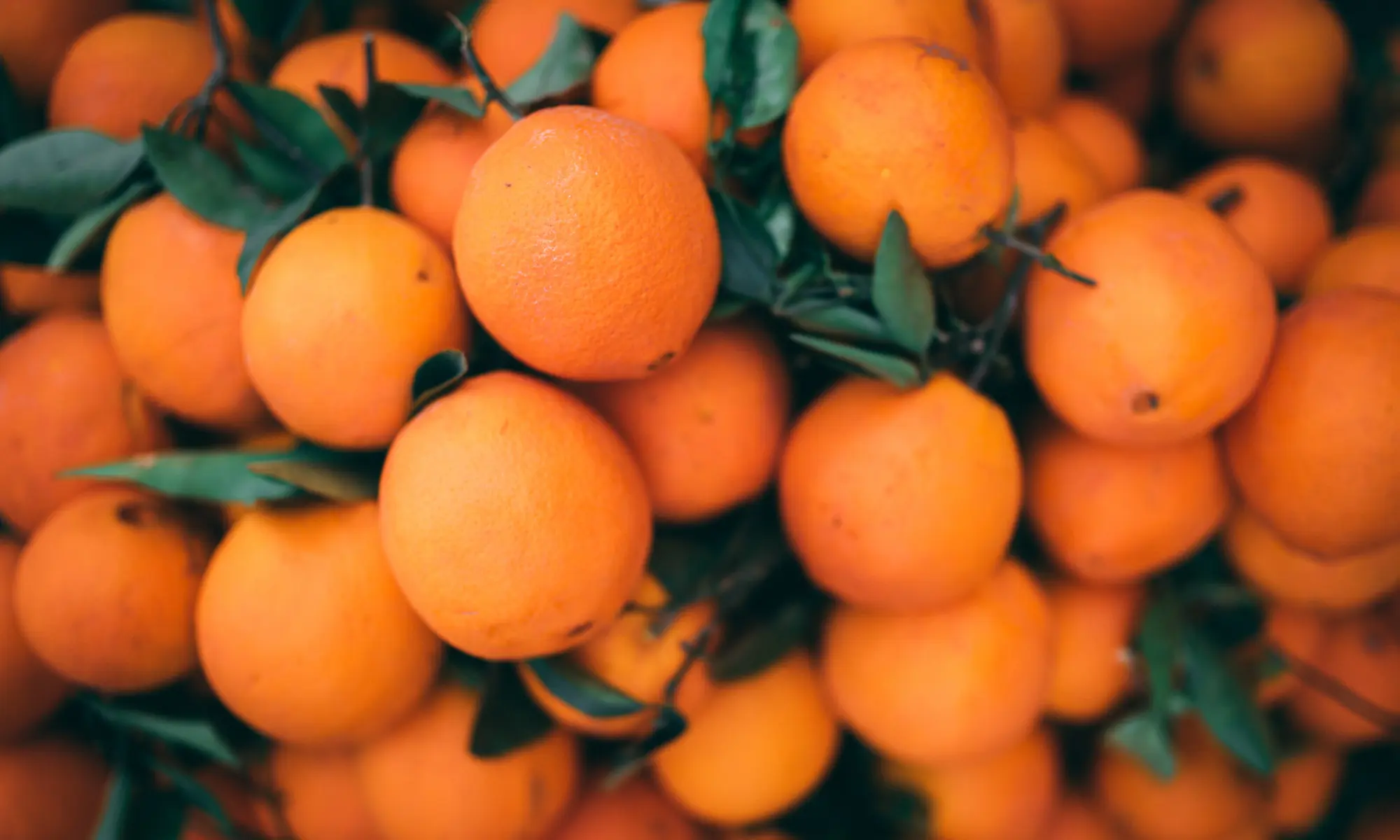 Orange fruits under selective focus photography.