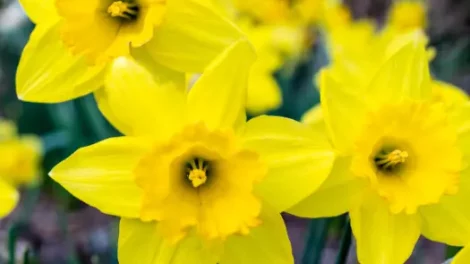 Close-up of bright yellow daffodils.