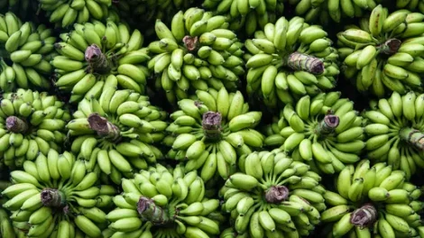 Bunches of small, green bananas.