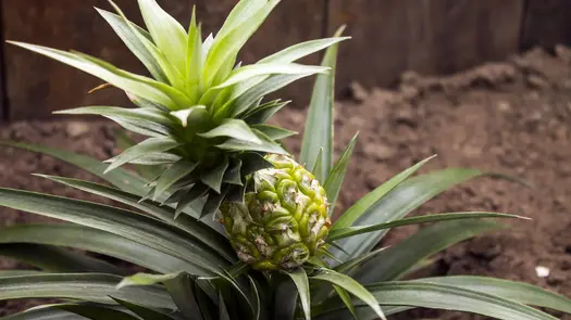 A pineapple plant growing near a wooden fence.