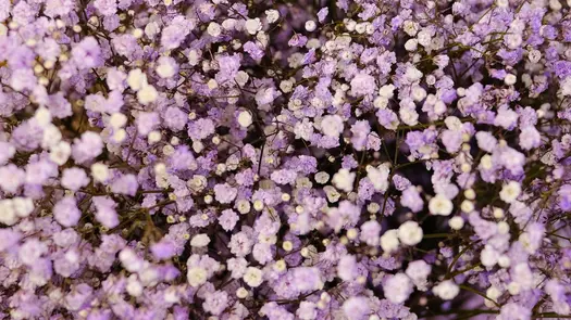 Light purple baby's breath flowers.
