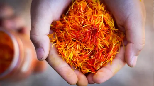 A person holding a pile of saffron sprigs in their cupped hands.