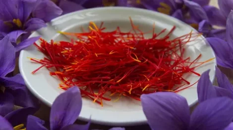 Sprigs of fresh saffron on a white plate, sitting amid saffron flowers.