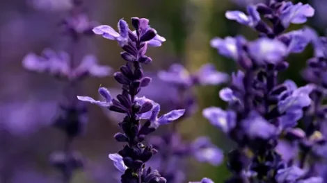 Close-up of purple sage flowers.