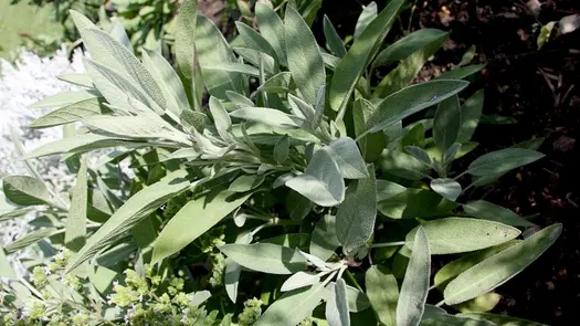 A sage plant growing near other herbs in a garden.