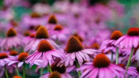 A field full of pink echinacea flowers.