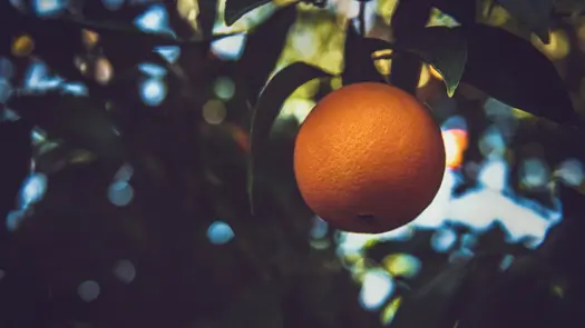 Selective focus photography of an orange hanging on a tree.