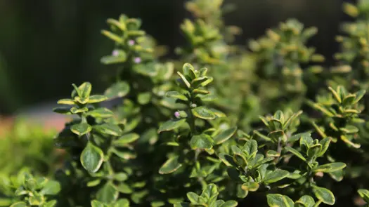 Close-up of thyme with small, purple buds.