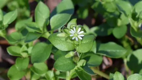 A single chickweed flower among other chickweed plants.