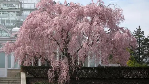A weeping cherry tree at the New York Botanical Garden with the Enid A. Haupt Observatory in the background.
