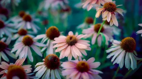 Pale pink and white echinacea flowers.