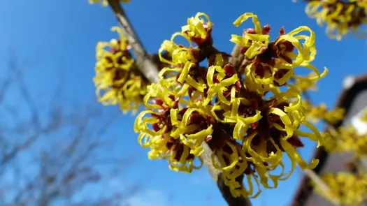 Curly, bright yellow witch hazel blooms.