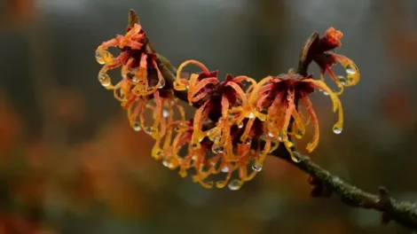 Witch Hazel blooms weighed down by water droplets.