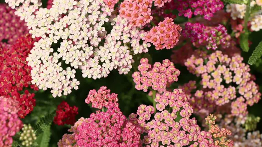 Yarrow flowers of various colors (light pink, dark pink, and eggshell white).