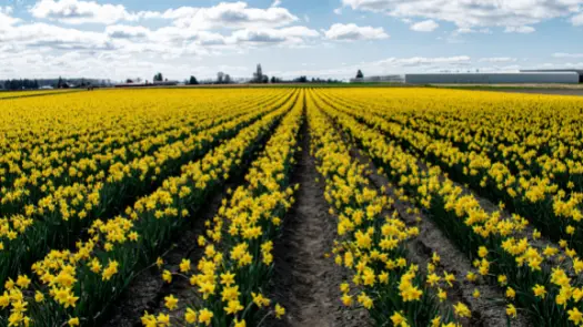 A field full of yellow daffodils.