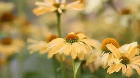 Selective focus photography of a field of pale yellow coneflowers.