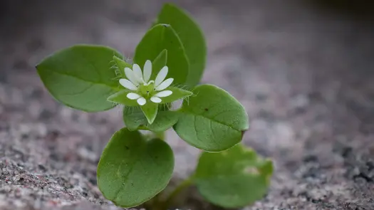 A sprig of chickweed on gravel.