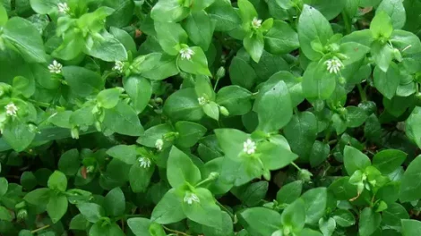 A multitude of chickweed flowers.